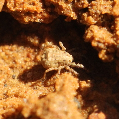 Caeculidae