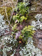 Asplenium haurakiense