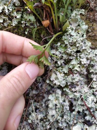 Image of Asplenium haurakiense by (c) Paul Bell-Butler, some rights reserved (CC BY)