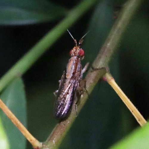Unknown species found near Oak Ridge, TN, USA