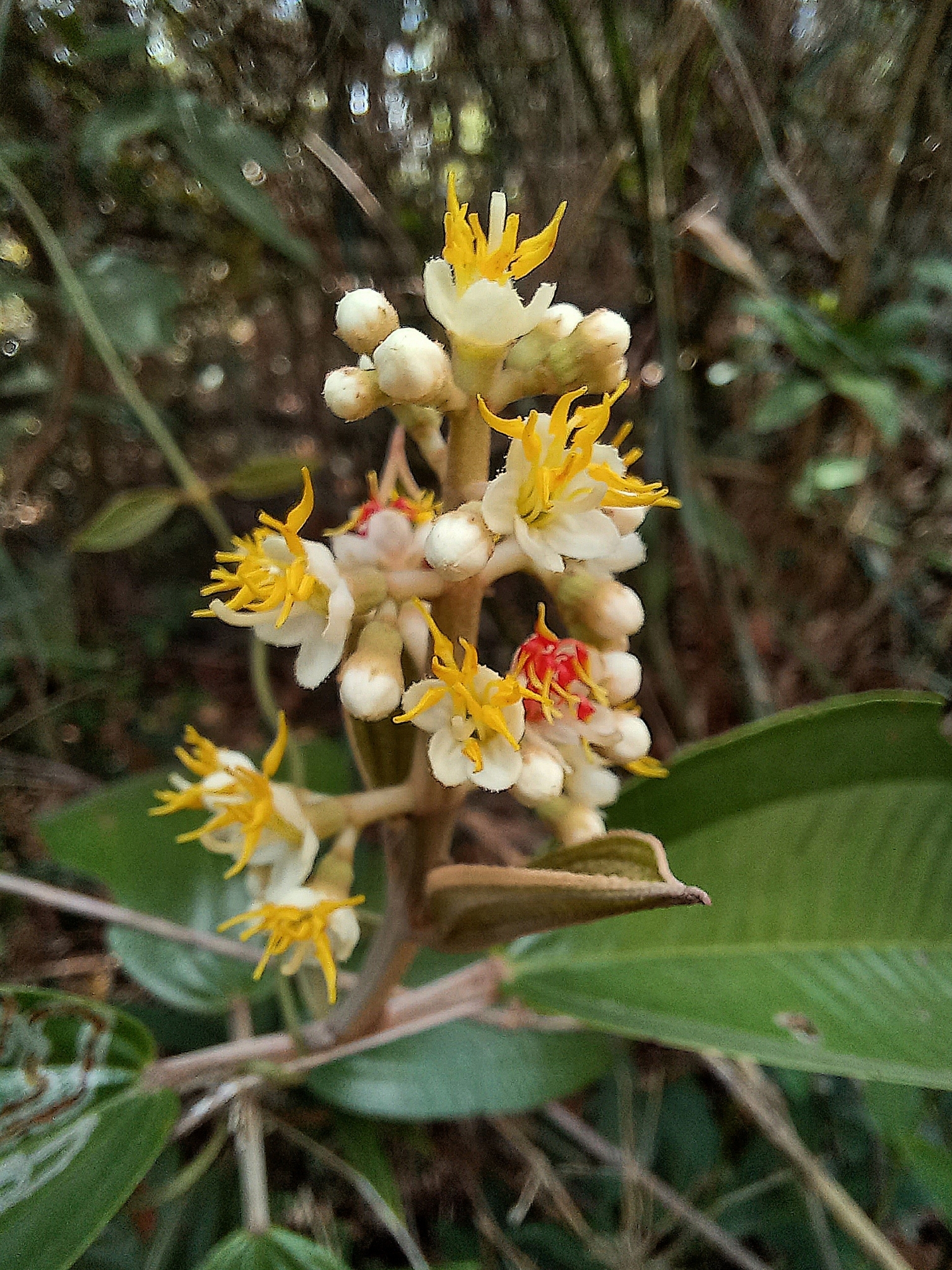 Miconia stenostachya