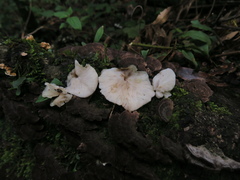 Campanophyllum proboscideum