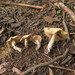 Hard's Stropharia - Photo (c) Alan Rockefeller, some rights reserved (CC BY), uploaded by Alan Rockefeller