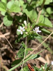 Chaenostoma floribundum