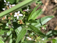 Chaenostoma floribundum
