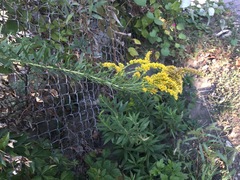 Solidago