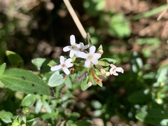 Chaenostoma floribundum