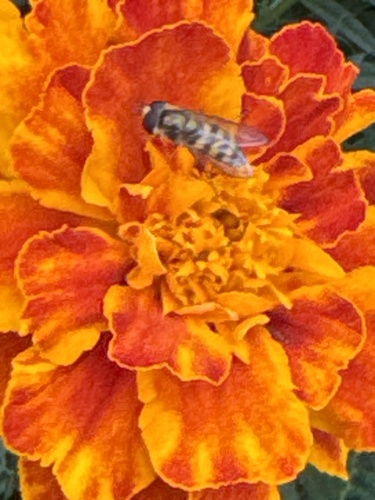 Unknown species found near Market St, La Crosse, WI, US
