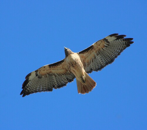 iNaturalist observation photo of Red-tailed Hawk