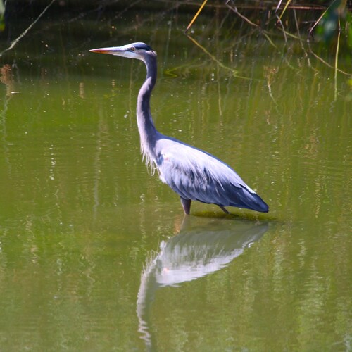 iNaturalist observation photo of Great Blue Heron