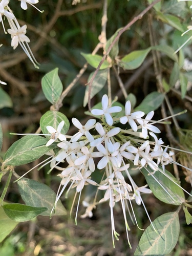 Pavetta barbertonensis