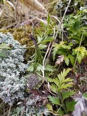 Asplenium haurakiense