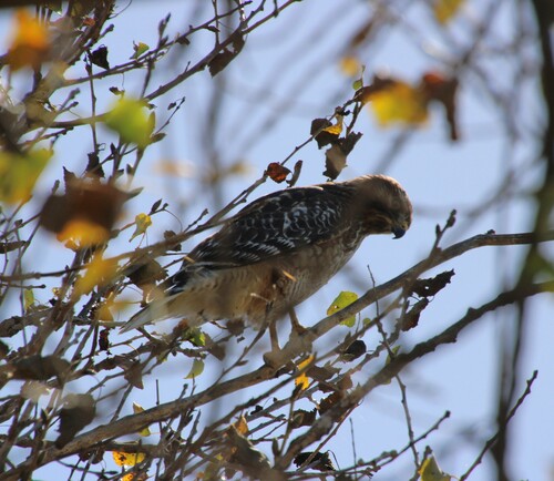 iNaturalist observation photo of Red-shouldered Hawk
