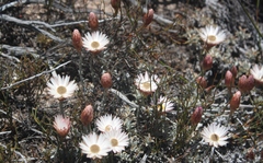 Helichrysum lancifolium
