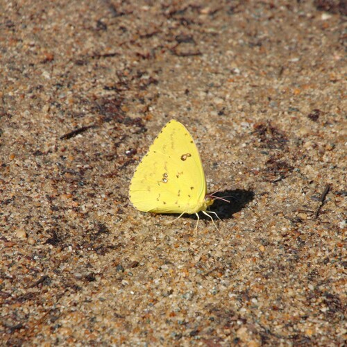 iNaturalist observation photo of Marcellina Sulphur