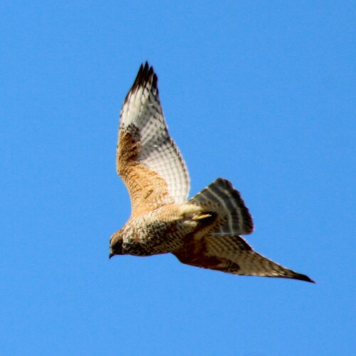 iNaturalist observation photo of Red-shouldered Hawk