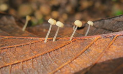 Mycena guzmanii