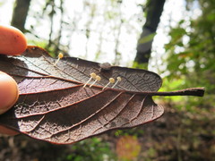 Mycena guzmanii