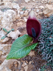 Arum pictum