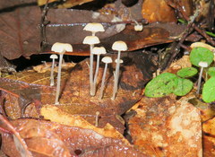 Mycena guzmanii