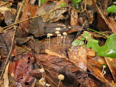Mycena guzmanii