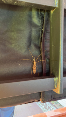 Unknown species found near Childs Ln, Foxboro, MA, US