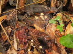 Mycena guzmanii