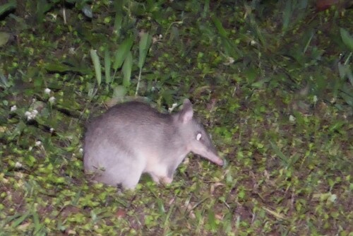 Queensland Barred Bandicoot