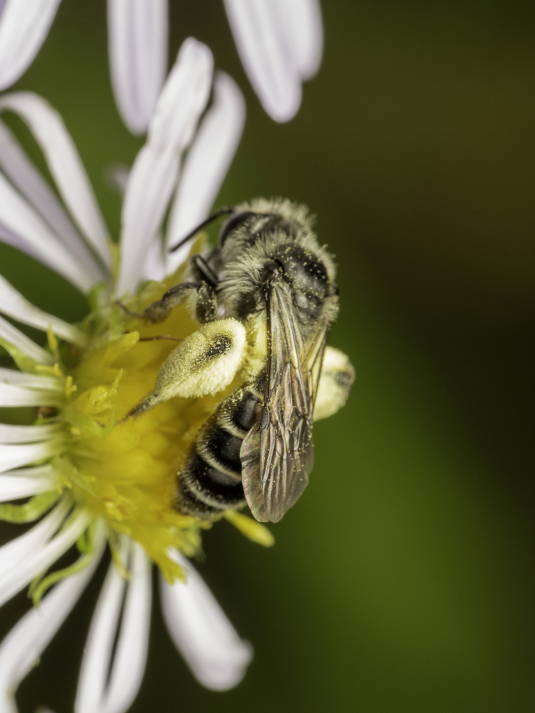 Simple Miner Bee