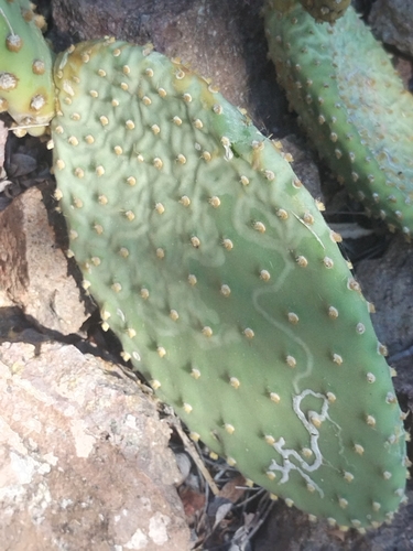 comondu cactus (Opuntia comonduensis)