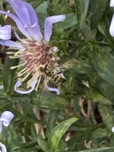Unknown species found near Market St, La Crosse, WI, US