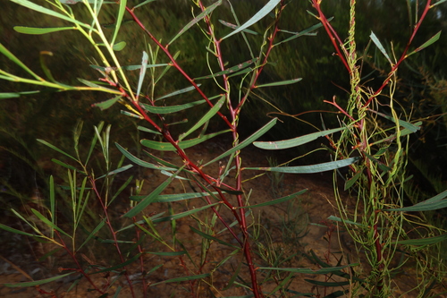 Sword Wattle (Acacia gladiiformis)