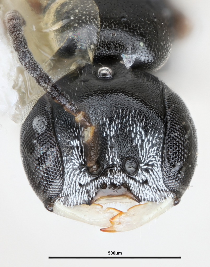 Ammoplanops timberlakei