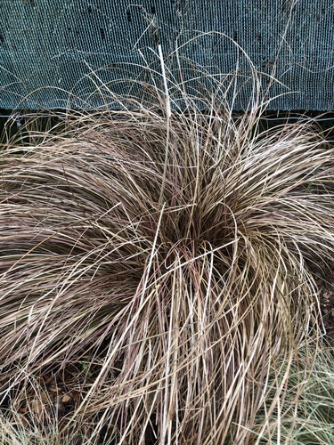 Carex comans observed 2025-10-06