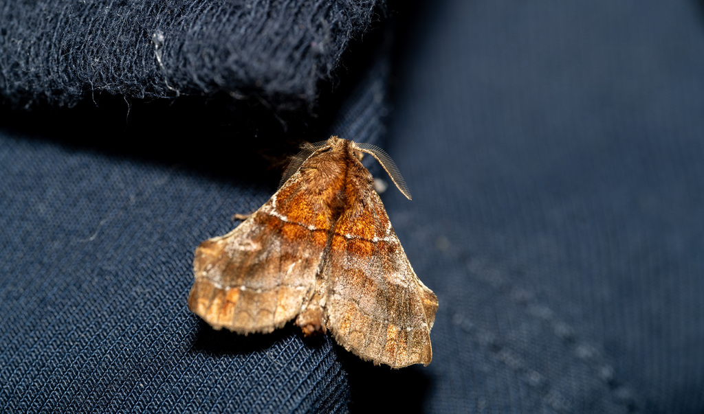 Zanola vivax