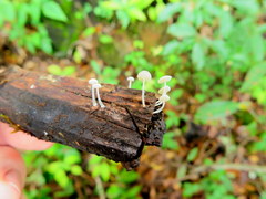 Mycena guzmanii