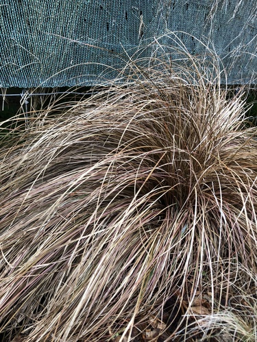 Carex comans, photograph 6