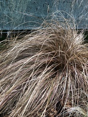 Carex comans, photograph author not stated, no rights reserved
