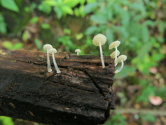 Mycena guzmanii