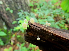 Mycena guzmanii