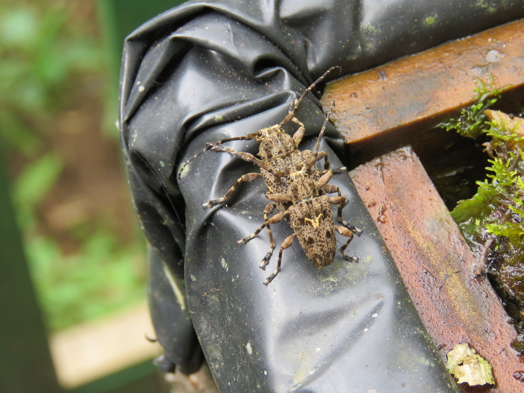 Aegomorphus arietis