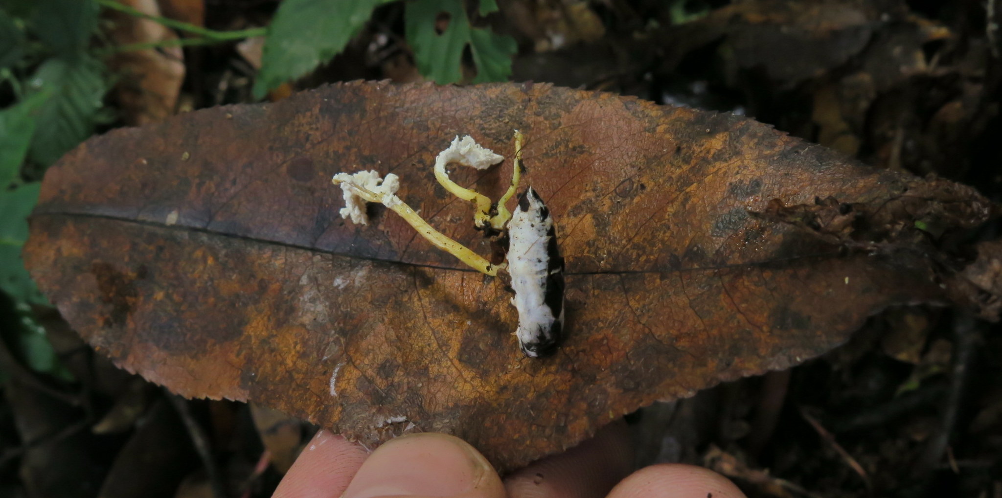 Isaria tenuipes image