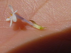 Pseudoselago gracilis
