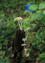 Mycena guzmanii