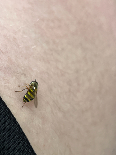 Unknown species found near Davjo Ln, Highland Heights, KY, US