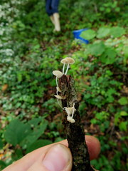 Mycena guzmanii