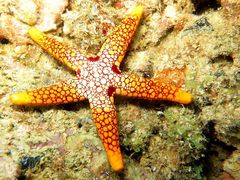 Echinodermata