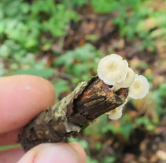 Mycena guzmanii