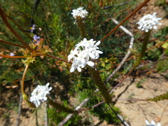 Pseudoselago gracilis