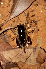 Apotetamenus clipeatus